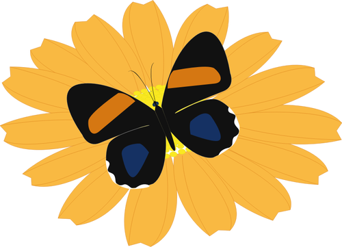 Gráficos de borboleta preta sobre uma flor de laranjeira