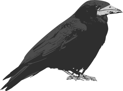 Raven bird vector clip art