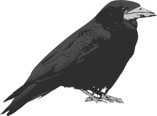 Raven prediseñadas vector de aves