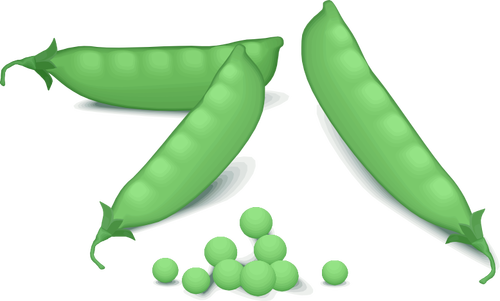 Obraz wektor zielony groszek