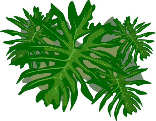 Filodendron rostlina