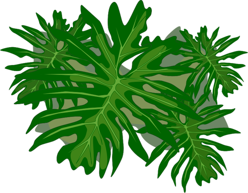 Philodendron plant