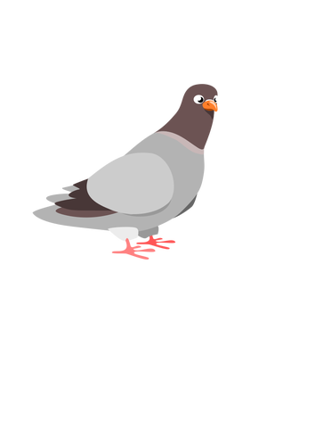 Pigeon