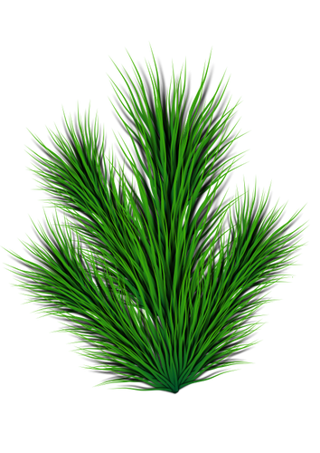 Pine tak vector afbeelding