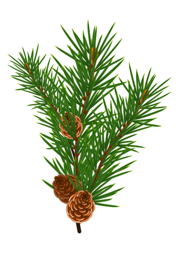 Pine tak