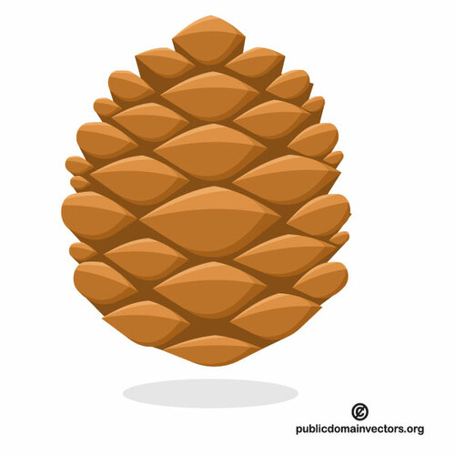 Conifer cone