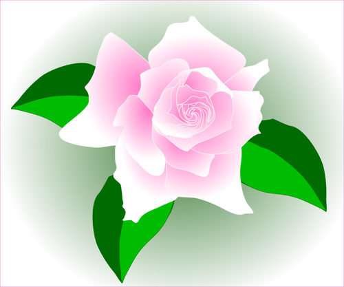 Trandafir roz într-un cadru