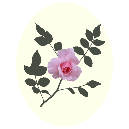 Rosa ros vektorbild