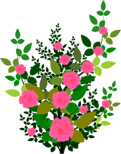 Pink roses vector graphics