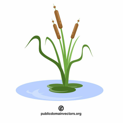 Bulrush