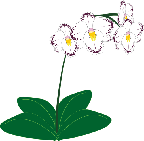 Image of a white orchid plant