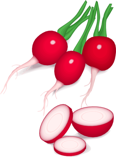 Radishes vector image