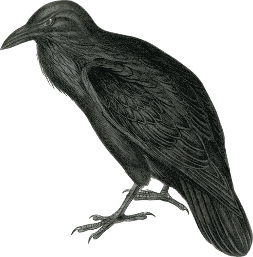 Vector de la imagen de raven coloreado oscuro en monotono