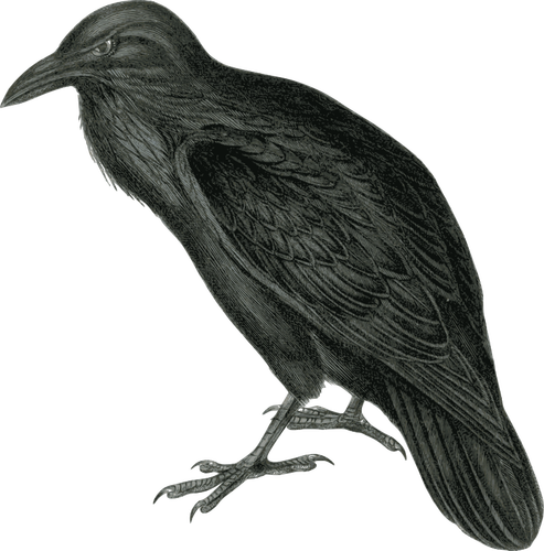 Vector image of dark colored raven in monotone