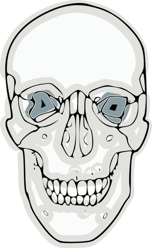 Vector graphics of digitalized human skull