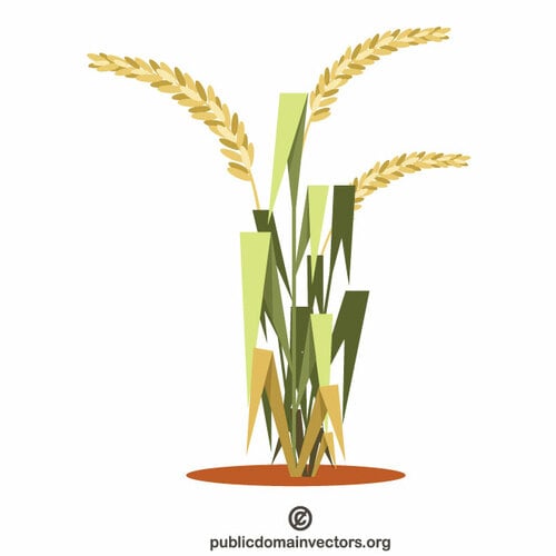 Рисовое растение