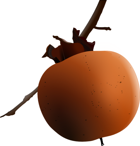 Vector image of apricot