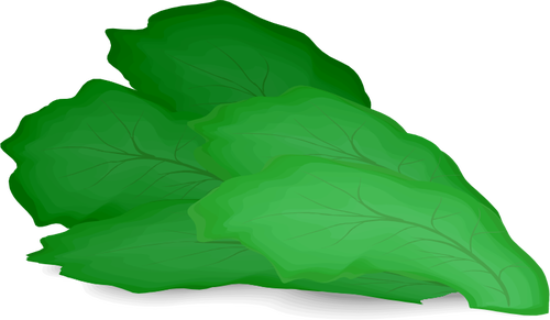 Green salad leaf