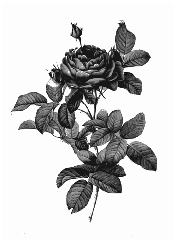 Zilver-grijze rose