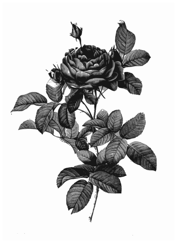 Rosa gris plata