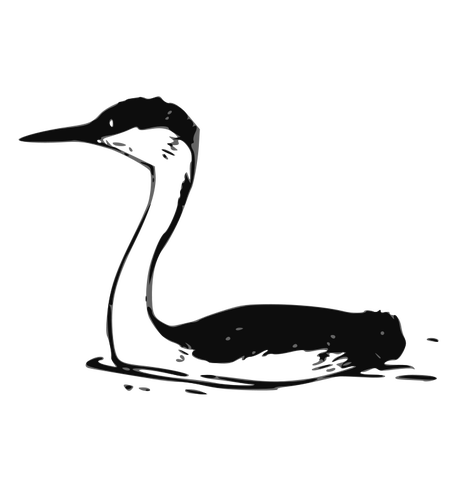 Western Grebe vector