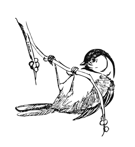 Black-capped chickadee vector graphics