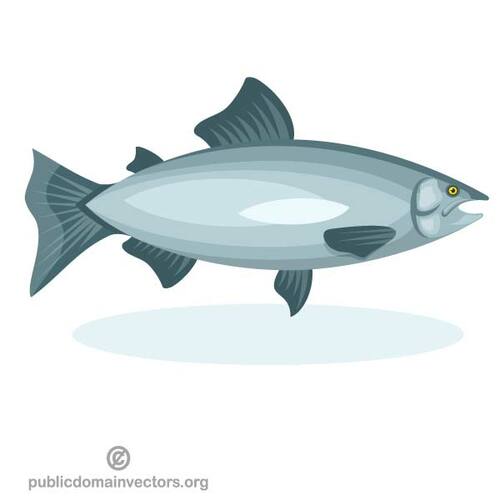 Somon balığı
