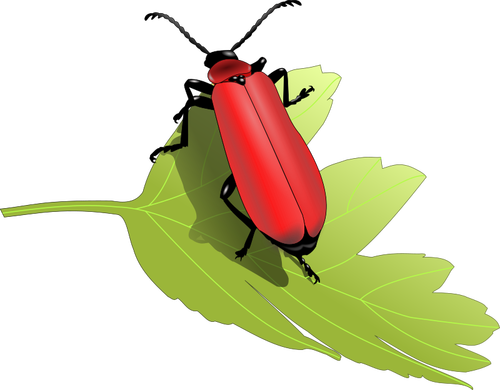 Kardinal böceği