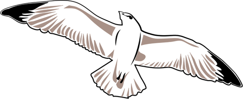 Imagem vetorial de gaivota