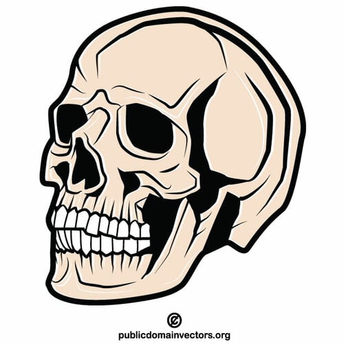 Mänsklig kranium skalle