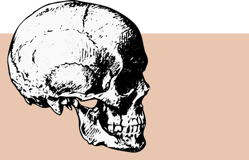 Crâne de vue de côté