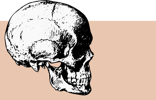 Side view skull