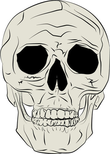 本物の人間の頭蓋骨のベクトル イラスト