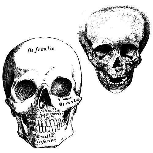 Cráneos de gráficos vectoriales