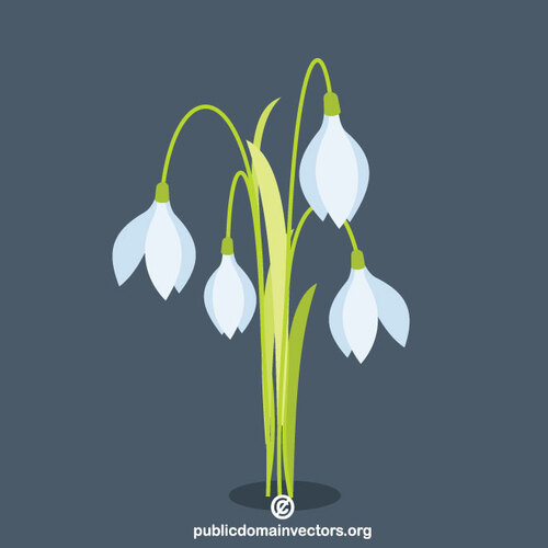 Snowdrop çiçeği