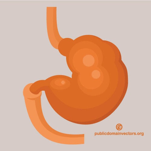 Human stomach