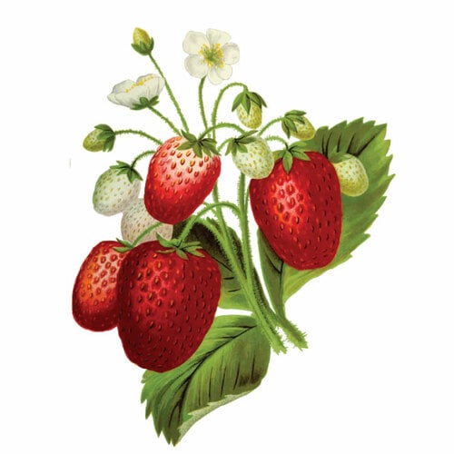 Jordbær plante