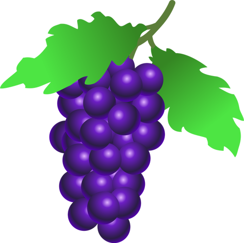 Vestor illustration of ripe grapes