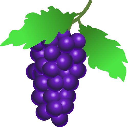 Vestor illustration of ripe grapes