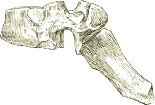 Human dorsal bone