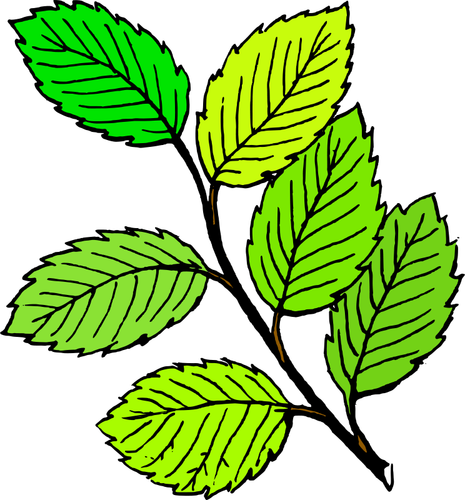 Leaves vector graphics