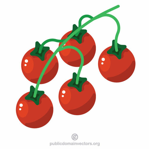 Tomatoes on a branch