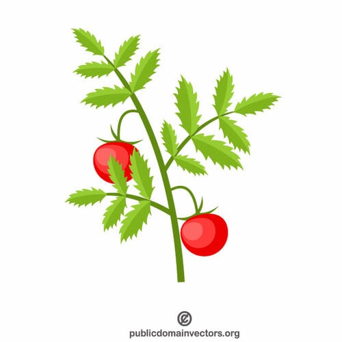 How TO Draw a tomato plant step by steptomato plant drawing  YouTube