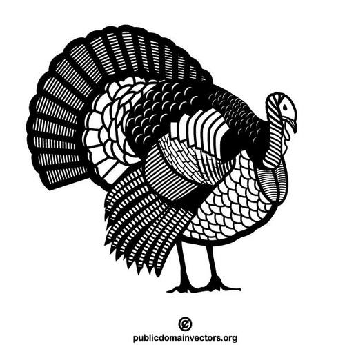 Turkey domestic animal