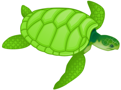 Green sea turtle vector clip art