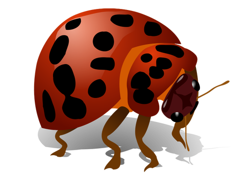 Bug vector