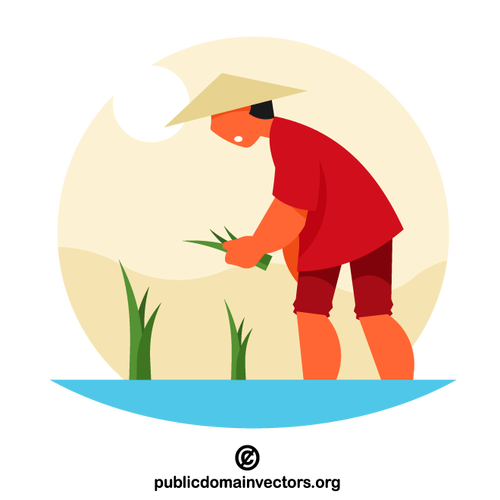 Vietnamese farmer picking rice crop