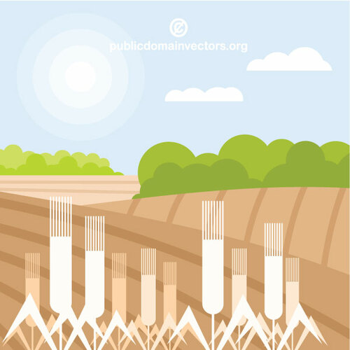 Wheat fields vector graphics