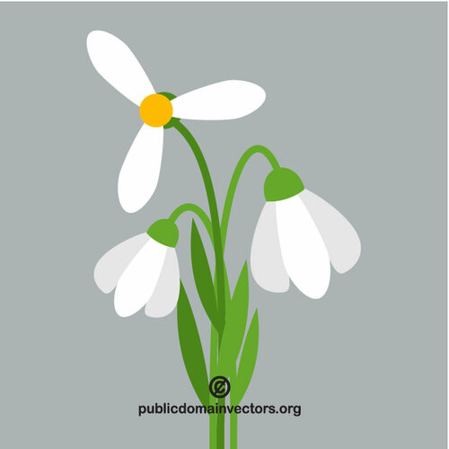 Bílé květy Klipart