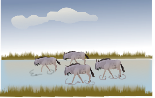 Wildbeest walking through savannah vector illustration